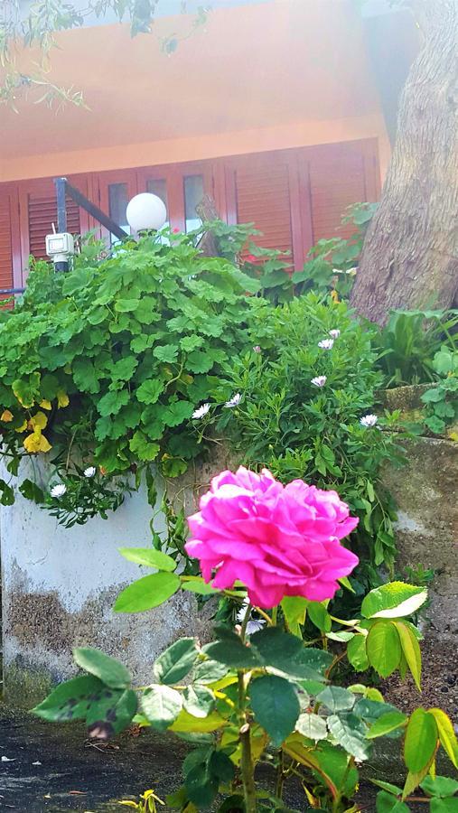 לינה וארוחת בוקר צ'פאלו Delle Rose מראה חיצוני תמונה